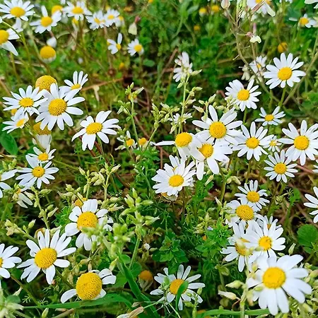 Tatil Evi Refugio De *