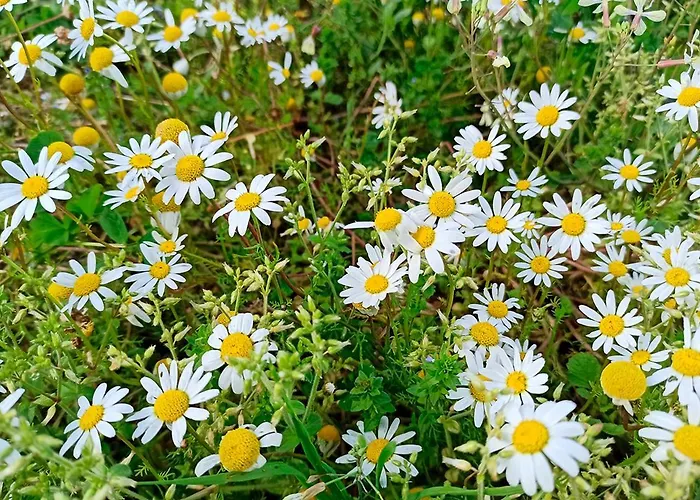 Prázdninový dům Refugio De *